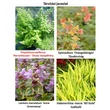 Kép 2/2 - Polystichum setiferum 'Herrenhausen' - Díszes vesepáfrány