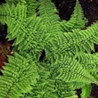 Kép 1/2 - Polystichum setiferum 'Plumoso - densum' - Díszes vesepáfrány