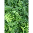 Kép 2/4 - Polystichum tsus-simense - Koreai sziklai páfrány