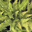 Kép 1/4 - Polystichum tsus-simense - Koreai sziklai páfrány