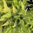 Kép 2/4 - Polystichum tsus-simense - Koreai sziklai páfrány