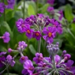 Kép 2/3 - Primula beesiana – Kandeláber kankalin
