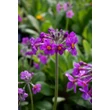 Kép 3/3 - Primula beesiana – Kandeláber kankalin