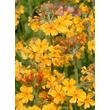 Kép 3/3 - Primula bulleyana – Kandeláber kankalin