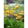 Kép 2/3 - Primula bulleyana – Kandeláber kankalin