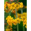 Kép 1/3 - Primula bulleyana – Kandeláber kankalin
