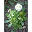 Kép 2/4 - Primula denticulata 'Corolla White' - Gömbös kankalin