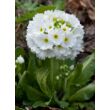Kép 1/4 - Primula denticulata 'Corolla White' - Gömbös kankalin