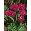 Kép 4/5 - Primula denticulata 'Prom Deep Rose' – Gömbös kankalin