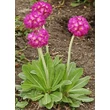 Kép 2/5 - Primula denticulata 'Prom Deep Rose' – Gömbös kankalin
