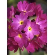 Kép 5/5 - Primula denticulata 'Prom Deep Rose' – Gömbös kankalin