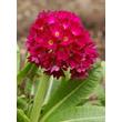 Kép 1/5 - Primula denticulata 'Prom Deep Rose' – Gömbös kankalin