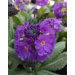 Kép 1/4 - Primula denticulata 'Prom Lilac' – Gömbös kankalin
