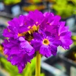 Kép 2/4 - Primula denticulata 'Prom Lilac' – Gömbös kankalin