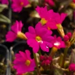 Kép 2/5 - Primula rosea 'Grandiflora' - Rózsakankalin