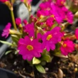 Kép 3/5 - Primula rosea 'Grandiflora' - Rózsakankalin