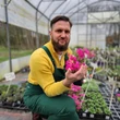 Kép 4/5 - Primula rosea 'Grandiflora' - Rózsakankalin