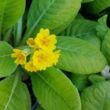 Kép 1/2 - Primula veris 'Bright Deep Yellow' – Tavaszi kankalin
