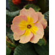 Kép 1/5 - Primula veris 'Goldnugget Apricot' - Tavaszi kankalin