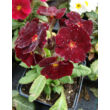 Kép 3/4 - Primula veris 'Goldnugget Red' - Tavaszi kankalin kiszerelés