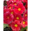 Kép 4/4 - Primula veris 'Goldnugget Red' - Tavaszi kankalin virág