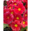 Primula veris 'Goldnugget Red' - Tavaszi kankalin virág