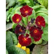 Kép 2/4 - Primula veris 'Goldnugget Red' - Tavaszi kankalin habitus