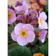 Kép 1/4 - Primula elatior x veris 'Goldnugget Violet Shades' - (Tavaszi) kankalin