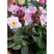 Kép 4/4 - Primula elatior x veris 'Goldnugget Violet Shades' - (Tavaszi) kankalin