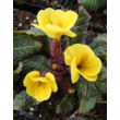 Primula veris 'Goldnugget Yellow' - Tavaszi kankalin virág