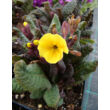 Primula veris 'Goldnugget Yellow' - Tavaszi kankalin kiszerelés