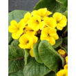 Kép 1/5 - Primula veris 'Goldnugget Yellow' - Tavaszi kankalin