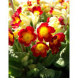 Kép 1/5 - Primula veris 'Orange with Yellow' - Tavaszi kankalin
