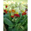 Kép 3/5 - Primula veris 'Orange with Yellow' - Tavaszi kankalin bimbós állapot