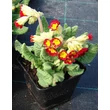 Kép 4/5 - Primula veris 'Orange with Yellow' - Tavaszi kankalin kiszerelés