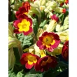 Kép 5/5 - Primula veris 'Orange with Yellow' - Tavaszi kankalin virág