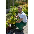 Kép 2/2 - Rheum palmatum var. 'Tanguticum' - Török rebarbara