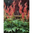 Kép 1/2 - Rheum palmatum var. 'Tanguticum' - Török rebarbara