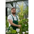 Kép 2/2 - Rheum rhabarbarum 'Victoria' – Rebarbara