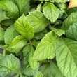 Kép 5/5 - Rodgersia aesculifolia - Nagytermetű tópartifű