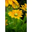 Kép 1/6 - Rudbeckia 'Sunbeckia Ophelia' – Kúpvirág