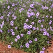 Kép 2/3 - Ruellia britonniana - Mexikói petúnia habitus