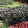Kép 3/3 - Ruellia britonniana - Mexikói petúnia összeültetésben