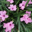 Kép 2/3 - Ruellia britonniana - Mexikói petúnia (rózsaszín)