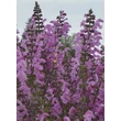 Kép 1/4 - Salvia 'Fashionista Lilac Lipstick' – Hibrid mezei zsálya