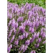Kép 4/4 - Salvia 'Fashionista Lilac Lipstick' – Hibrid mezei zsálya