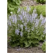 Kép 2/3 - Salvia 'Fashionista Vanity Flair' – Zsálya