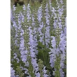 Kép 3/3 - Salvia 'Fashionista Vanity Flair' – Zsálya