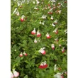 Kép 2/5 - Salvia microphylla 'Hot Lips' – Őszi zsálya