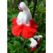 Salvia microphylla 'Hot Lips' – Őszi zsálya